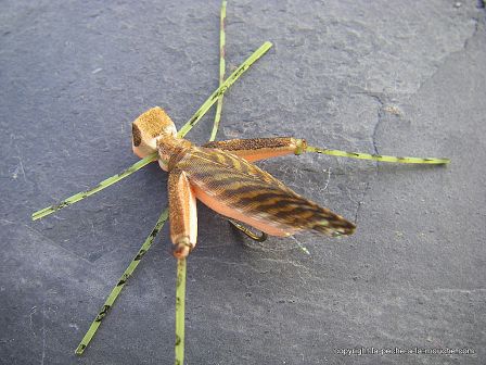 photo-montage-sauterelle-evolution-fred-hopper-pattern-foam-hopper-9.jpg, fév. 2012 photo-montage-sauterelle-evolution-fred-hopper-pattern-foam-hopper-9.jpg
