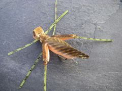 photo montage imitation sauterelle : la Fred's Hopper evolution rosée