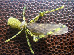 photo montage imitation sauterelle : le Fred's Hopper