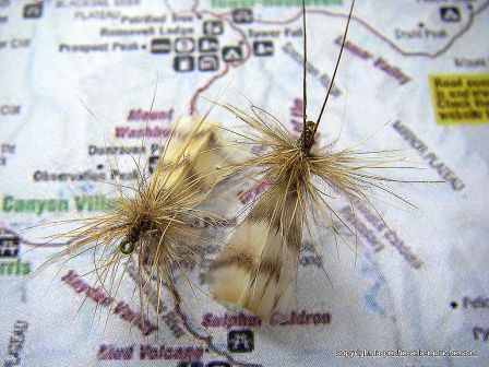 photo-montage-sedge-cannelle-cinnamon-caddis-1.jpg