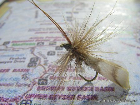 photo-montage-sedge-cannelle-cinnamon-caddis-2.jpg