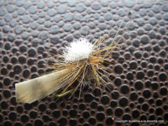 photo montage de mon cinnamon caddis ... euh ... mon sedge cannelle !