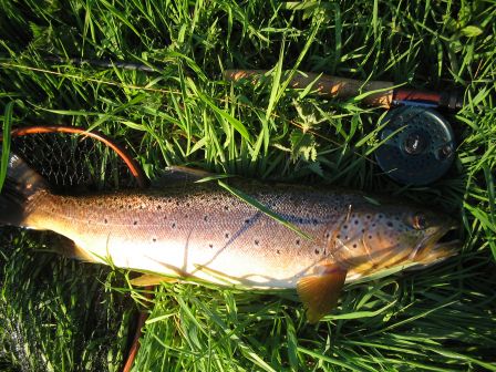 ma truite record en pêche a la mouche seche sur la Don