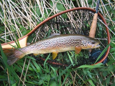 peche a la mouche sur la Don a Monymusk une truite de 41 cm