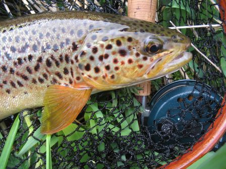 peche a la mouche sur la Don a Monymusk une truite de 41 cm en gros plan