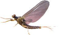 ephemere