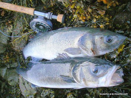 Photo de bar - peche a la mouche - Golfe du Morbihan - sept 2010, sept. 2010 Photo de bar - peche a la mouche - Golfe du Morbihan - sept 2010