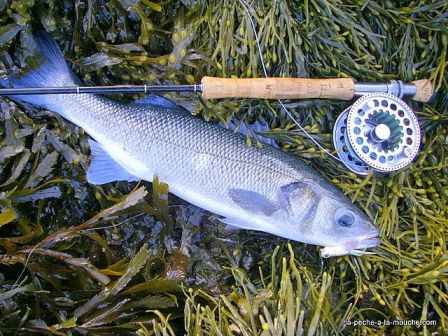 Photo de bar - peche a la mouche - Golfe du Morbihan - sept 2010, sept. 2010 Photo de bar - peche a la mouche - Golfe du Morbihan - sept 2010