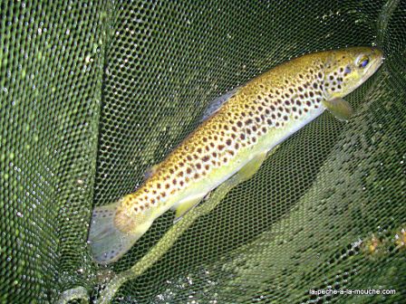 photo truite pays basque peche a la  mouche 37cm 28mai2010, août 2010 photo truite pays basque peche a la  mouche 37cm 28mai2010