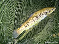 photo truite pays basque peche a la  mouche 37cm 28mai2010