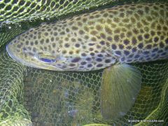Photo de truite fario en pêche à la mouche au Pays Basque - 24 mai 2010, mai 2010