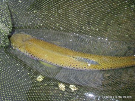 Photo de truite fario en pêche à  la mouche au Pays Basque - 27 mai 2010, juin 2010