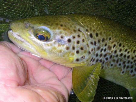 Photo de truite fario en pêche à  la mouche au Pays Basque - 27 mai 2010, juin 2010