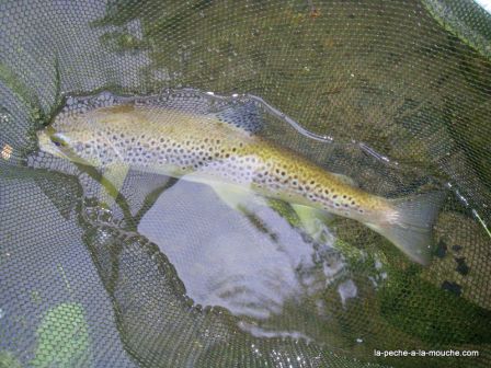 Photo de truite fario en pêche à  la mouche au Pays Basque - 27 mai 2010, juin 2010