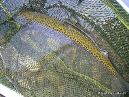 Photo de truite fario en pêche à la mouche au Pays Basque - 25 mai2010, mai 2010
