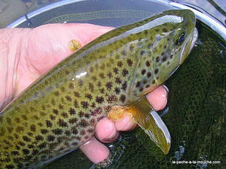 Photo de truite fario en pêche à la mouche au Pays Basque - 25 mai 2010, mai 2010