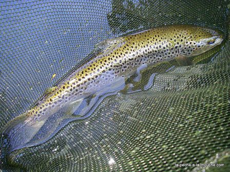 Photo de truite fario en pêche à  la mouche au Pays Basque - 03juin 2010, juin 2010