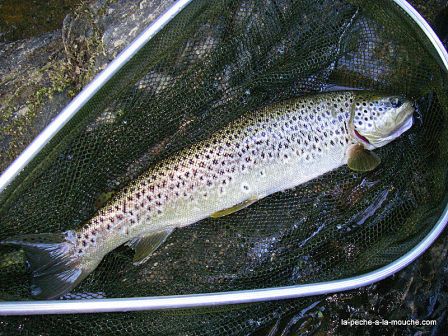 Photo de truite fario en pêche à  la mouche au Pays Basque - 03 juin 2010, juin 2010