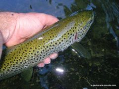 Photo de truite fario en pêche à la mouche au Pays Basque - 03 juin 2010, juin 2010