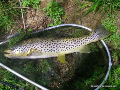 Truite fario de 48 cm en pêche à la mouche - mars 2010