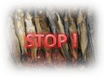 stop-tuer-truites-nives-petition.png, nov. 2010 stop-tuer-truites-nives-petition.png