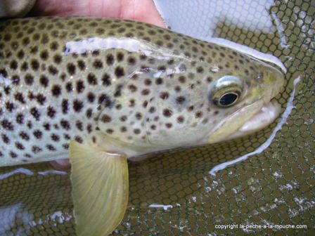 Photo-truite-fario-peche-a-la-mouche-pays-basque-27avril2011-2.jpg, avr. 2011 Photo-truite-fario-peche-a-la-mouche-pays-basque-27avril2011-2.jpg
