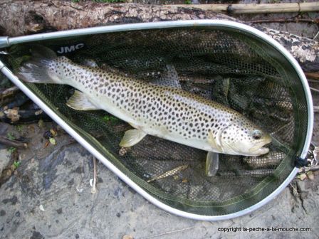 Photo-truite-fario-peche-a-la-mouche-pays-basque-27avril2011-3.jpg, avr. 2011 Photo-truite-fario-peche-a-la-mouche-pays-basque-27avril2011-3.jpg