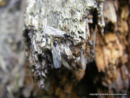 photo fourmis volantes, sept. 2011 photo fourmis volantes