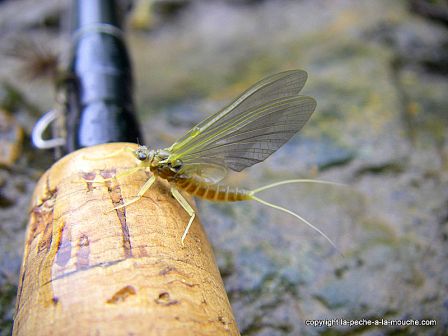 photo mouche ephemere olive, avr. 2011 photo mouche ephemere olive