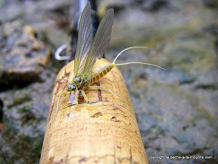 photo mouche ephemere olive, avr. 2011 photo mouche ephemere olive