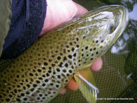 photo-parties-peche-a-la-mouche-mi-juin2011-5.jpg, juin 2011 photo-parties-peche-a-la-mouche-mi-juin2011-5.jpg