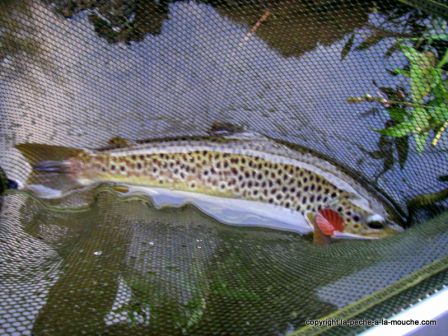 photo-parties-peche-a-la-mouche-mi-juin2011-6.jpg, juin 2011 photo-parties-peche-a-la-mouche-mi-juin2011-6.jpg