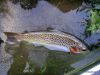 photo-parties-peche-a-la-mouche-mi-juin2011-6.JPG 