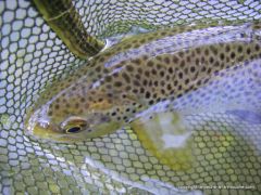 photo-peche-a-la-mouche-33.JPG