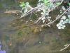  photo-peche-a-la-mouche-fin-juin2011-4.JPG 