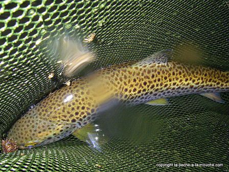 Photo de truite - peche a la mouche - Grande Nive Pays Basque - mars 20110