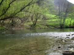 photo-peche-a-la-mouche-nive-baigorry-pays-basque-31mars2011-7.JPG