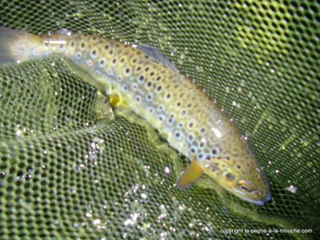 photo-truite-nive-aldudes-peche-a-la-mouche-14juillet2011.jpg, juil. 2011 photo-truite-nive-aldudes-peche-a-la-mouche-14juillet2011.jpg