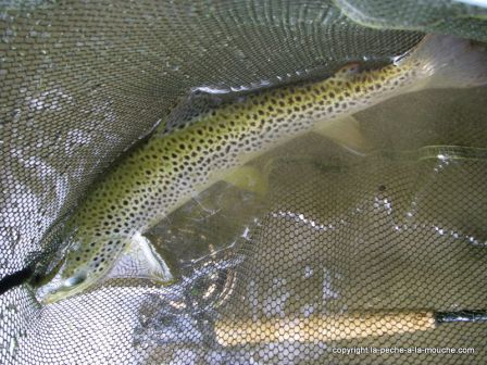 photo truite 43 cm peche a la mouche 07 mai 2011, mai 2011 photo truite 43 cm peche a la mouche 07 mai 2011