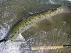 photo truite 43 cm peche a la mouche 07 mai 2011