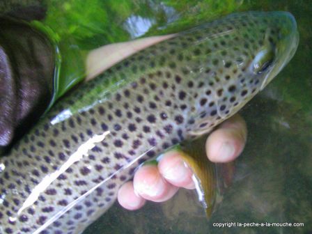 photo-truite peche a la mouche 13mai201, mai 2011 photo-truite peche a la mouche 13mai201