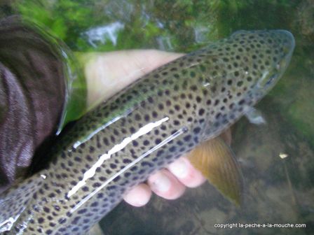 photo grosse truite peche a la mouche 13 mai 2011i, mai 2011 photo grosse truite peche a la mouche 13 mai 2011i
