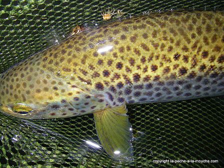 Photo de truite - peche a la mouche - Grande Nive Pays Basque - mars 20110