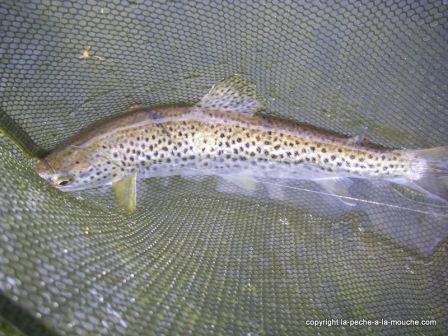 Photo de truite - peche a la mouche - Grande Nive Pays Basque - 20 mars 20110