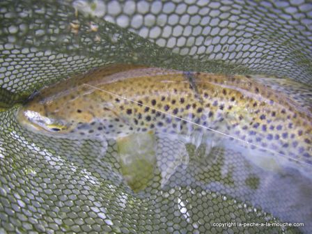 Photo de truite - peche a la mouche - Grande Nive Pays Basque - 20 mars 20110, mar. 2011 Photo de truite - peche a la mouche - Grande Nive Pays Basque - 20 mars 20110
