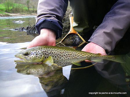 Photo de truite - peche a la mouche - Grande Nive Pays Basque - 27 mars 20110, mar. 2011 Photo de truite - peche a la mouche - Grande Nive Pays Basque - 27 mars 20110