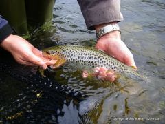 Photo de truite - peche a la mouche - Grande Nive Pays Basque - 27 mars 20110, mar. 2011 Photo de truite - peche a la mouche - Grande Nive Pays Basque - 27 mars 20110