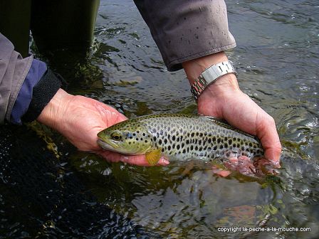 Photo de truite - peche a la mouche - Grande Nive Pays Basque - 27 mars 20110, mar. 2011 Photo de truite - peche a la mouche - Grande Nive Pays Basque - 27 mars 20110