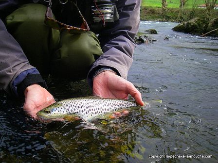 Photo de truite - peche a la mouche - Grande Nive Pays Basque - 27 mars 20110, mar. 2011 Photo de truite - peche a la mouche - Grande Nive Pays Basque - 27 mars 20110