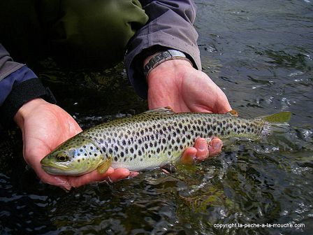 Photo de truite - peche a la mouche - Grande Nive Pays Basque - 27 mars 20110, mar. 2011 Photo de truite - peche a la mouche - Grande Nive Pays Basque - 27 mars 20110